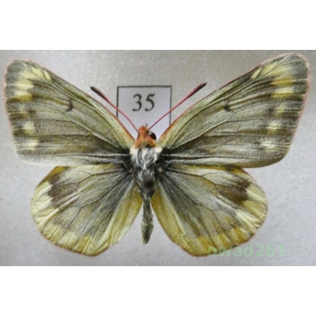 Colias phicomone (Esper, 1780) male Austria35
